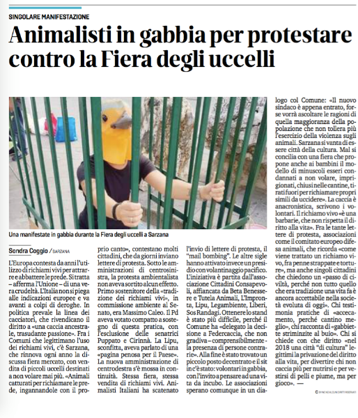 La nostra pacifica protesta contro l'uso e la vendita dei richiami vivi in questo articolo della giornalista Sondra Coggio.
 
Per agevolarne la lettura  riportiamo qui sotto il contenuto dell’articolo in maniera integrale:
 
L’Europa contesta da anni l’utilizzo di richiami vivi per attrarre e abbattere le prede. Si tratta - afferma l’Unione - di una vera crudeltà. L’Italia non si piega alle indicazioni europee e va avanti a colpi di deroghe. In politica prevale la linea dei cacciatori, che rivendicano il diritto a «una caccia ancestrale, trasudante passione». Fra i Comuni che legittimano l’uso dei richiami vivi, c’è Sarzana, che rinnova ogni anno la discussa fiera mercato, con vendita di piccoli uccelli destinati a non volare mai più. «Animali catturati per richiamare le prede, ingannandole con il proprio canto», contestano molti cittadini, che da giorni inviano lettere di protesta. Sotto le amministrazioni di centrosinistra, la protesta ambientalista non aveva sortito alcun effetto. Primo sostenitore della «tradizione dei richiami vivi», in commissione ambiente al Senato, era Massimo Caleo. Il Pd aveva votato compatto a soste­gno di questa pratica, con l’esclusione delle senatrici Puppato e Cirinnà. La Lipu, sconfitta, aveva parlato di una «pagina penosa per il Paese». La nuova amministrazione di centrodestra s’è mossa in con­tinuità. Stessa fiera, stessa vendita di richiami vivi. Animalisti Italiani ha scatenato l’invio di lettere di protesta, il “mail bombing”. Le altre sigle hanno attivato invece un presidio con volantinaggio pacifico. L’iniziativa è partita dall’associazione Cittadini Consapevo­li, affiancata da Beta Benessere e Tutela Animali, L’Impronta, Lipu, Legambiente, Liberi, Sos Randagi. Ottenere lo stand è stato più difficile, perché il Comune ha «delegato la decisione a Federcaccia, che non gradiva-comprensibilmente - la presenza di persone contrarie». Alla fine è stato trovato un piccolo posto decentrato e il sit in c’è stato: volontari in gabbia, con l’invito a pensare ad una vita da incubo. Le associazioni sperano comunque in un dialogo col Comune: «Il nuovo sindaco è appena entrato, forse vorrà ascoltare le ragioni di quella maggioranza della popolazione che non tollera più l’esercizio della violenza sugli animali. Sarzana si vanta di essere città della cultura. Mal si concilia con una fiera che propone anche ai bambini il mo­dello di minuscoli esseri con­dannati a non volare, imprigionati, chiusi nelle cantine, tirati fuori per richiamare propri simili da uccidere». La caccia è anacronistica, scrivono i volontari. Il richiamo vivo «è una barbarie, che non rispetta il diritto alla vita». Fra le tante lettere di protesta, associazioni come il comitato europeo difesa animali, che ricorda «come viene trattato un richiamo vivo, fra penne strappate e torture», ma anche singoli cittadini che chiedono un «passo di civiltà, perché non tutto quello che era tradizione una vita fa è ancora accettabile nella società evoluta di oggi». Chi testimonia pratiche di «accecamento, perché cantino meglio», chi racconta di «gabbiette striminzite al buio». Chi si chiede con che diritto «nel 2018 una città “di cultura” legittimi la privazione del diritto alla vita, per divertire chi non caccia più per nutrirsi e per vestirsi di pelli e piume, ma per gioco». —